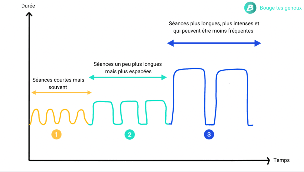 Fréquence versus volume renforcement musculaire